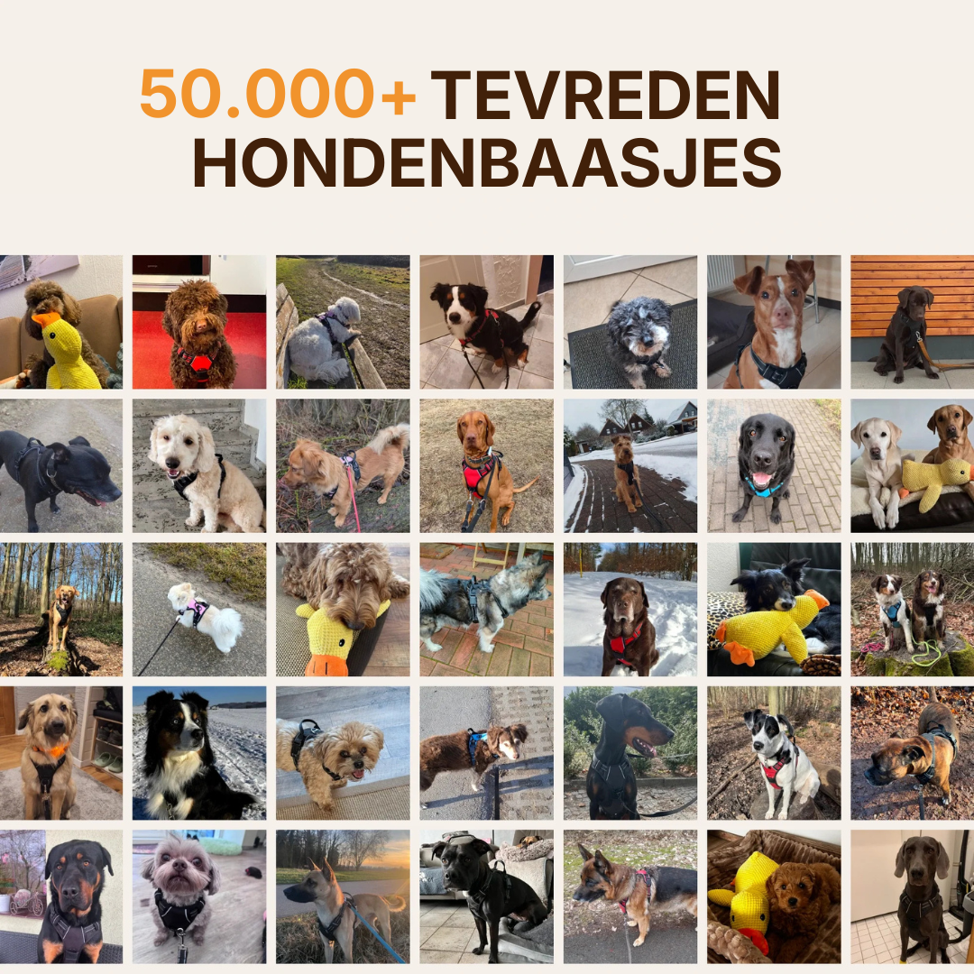 Anti-Teek en Vlooienhalsband | 8 Maanden Bescherming (1+1 GRATIS)